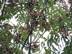 Fraxinus angustifolia oxycarpa