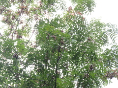 Fraxinus angustifolia oxycarpa