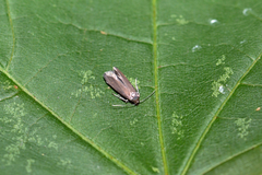 Epermenia devotella