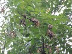 Fraxinus angustifolia oxycarpa