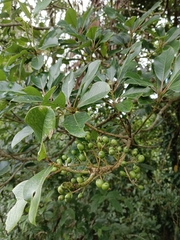 Daphniphyllum oldhami