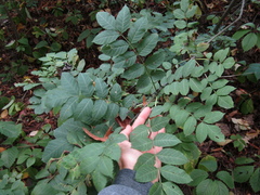 Fraxinus angustifolia oxycarpa