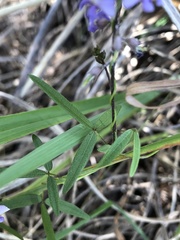 Glycine clandestina