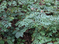 Fraxinus angustifolia oxycarpa