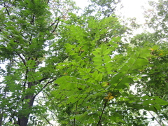 Fraxinus angustifolia oxycarpa
