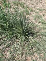Yucca constricta