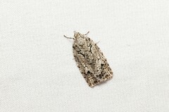 Isotenes miserana