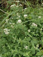 Eupatorium formosanum