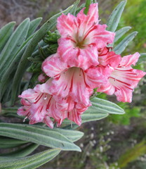 Lobostemon belliformis