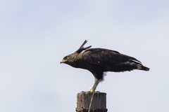 Lophaetus occipitalis