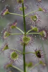 Drosera porrecta