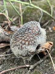 Lycoperdaceae