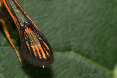 Bembecia ichneumoniformis