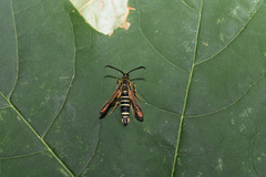 Bembecia ichneumoniformis