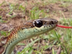 Dendrelaphis caudolineatus