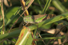 Locusta migratoria