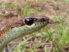 Dendrelaphis caudolineatus