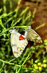 Pontia glauconome