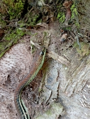 Dendrelaphis caudolineatus