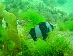 Pseudogoniistius nigripes