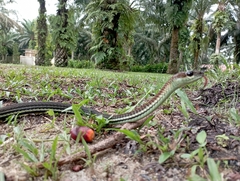 Dendrelaphis caudolineatus