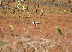 Irediparra gallinacea