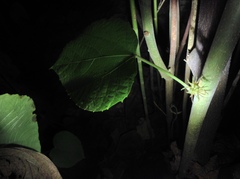 Alchornea davidii