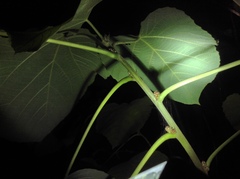Alchornea davidii
