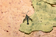 Chamaesphecia empiformis