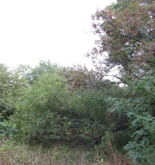 Fraxinus angustifolia oxycarpa