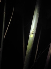 Alchornea davidii