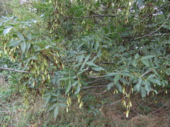Fraxinus angustifolia oxycarpa