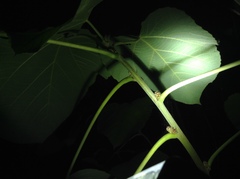 Alchornea davidii
