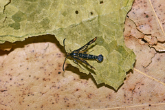 Chamaesphecia empiformis