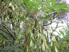 Fraxinus angustifolia oxycarpa