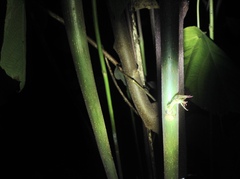 Alchornea davidii