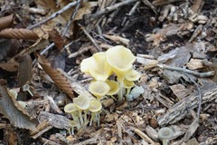 Gerronema strombodes