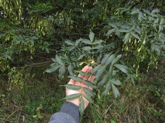 Fraxinus angustifolia oxycarpa
