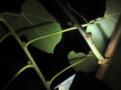 Alchornea davidii