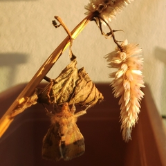 Chrysodeixis chalcites