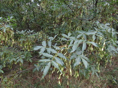 Fraxinus angustifolia oxycarpa