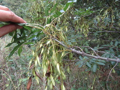 Fraxinus angustifolia oxycarpa