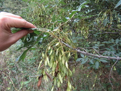Fraxinus angustifolia oxycarpa