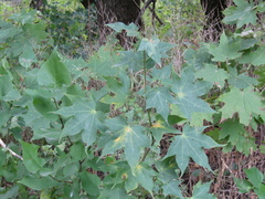 Acer laetum