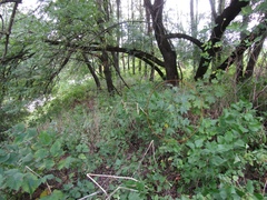 Acer laetum
