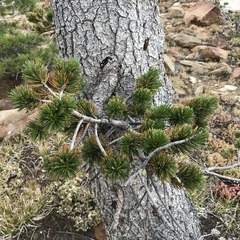Pinus balfouriana