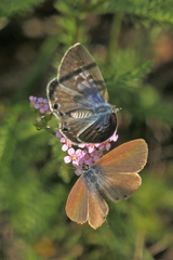 Leptotes pirithous