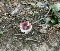 Russula emetica