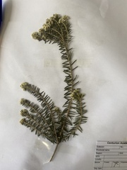 Phylica cephalantha