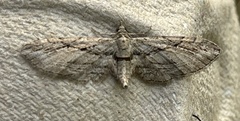 Eupithecia phoeniceata